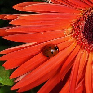 Meet your Posher, Shelle Shimmy